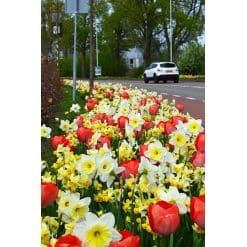Blomsterløgsblanding ‘Liverpool’ – Narcisser & røde tulipaner – 1 m²