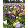 Krokusblanding ‘Maastricht’ – Botaniske & storblomstrede krokus – 1 m²
