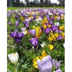 Krokusblanding ‘Maastricht’ – Botaniske & storblomstrede krokus – 1 m²
