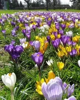 Krokusblanding ‘Maastricht’ – Botaniske & storblomstrede krokus – 1 m² 3 <h3>Krokusblanding ‘Maastricht’ – Botaniske & storblomstrede krokus – 1 m²</h3> <p class="isSelectedEnd"><strong>Krokusblanding ‘Maastricht’</strong> er en flot og meget farverig blanding af <strong>botaniske krokus og storblomstrede hollandske krokus</strong>. Kombinationen af de to krokustyper giver et varieret udtryk og ikke mindst en <strong>ekstra lang blomstringsperiode</strong>.</p> <p class="isSelectedEnd">De botaniske krokus hører til blandt de tidlige forårsbebudere, mens de storblomstrede krokus følger efter. På den måde afløser de forskellige krokus hinanden og skaber masser af farve fra <strong>februar og gennem marts</strong>.</p> <p class="isSelectedEnd">Planterne bliver omkring <strong>10–15 cm høje</strong> og er flotte i både bede, rabatter og mere naturlige beplantninger. Den lave vækst gør blandingen også velegnet, hvor man ønsker et farverigt blomsterflor tæt ved jorden.</p> <p class="isSelectedEnd">‘Maastricht’ er <strong>flerårig</strong>, så krokusserne kan komme igen år efter år.</p> <p class="isSelectedEnd">Blandingen er sammensat til beplantning af ca. <strong>1 m²</strong>.</p> Krokusblanding ‘Maastricht’ – Botaniske & storblomstrede krokus – 1 m²