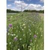 Blomsterløgsblanding ‘Manchester’ – Allium, Camassia & påskeliljer – 1 m²