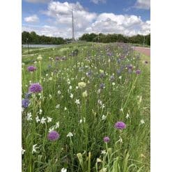 Blomsterløgsblanding ‘Manchester’ – Allium, Camassia & påskeliljer – 1 m²