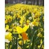 Narcisblanding ‘Middelburg’ – Botaniske narcisser – 1 m² – Str. 12/14