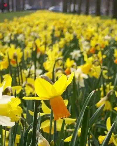 Narcisblanding ‘Middelburg’ – Botaniske narcisser – 1 m² – Str. 12/14 3 <h3>Narcisblanding ‘Middelburg’ – Botaniske narcisser – 1 m² – Str. 12/14</h3> <p class="isSelectedEnd"><strong>Narcisblanding ‘Middelburg’</strong> er en smuk blanding af forskellige <strong>botaniske narcisser</strong>, der giver stor variation i både farver, blomsterformer og blomstringstid.</p> <p class="isSelectedEnd">De forskellige narcisser blomstrer på skift fra <strong>februar til april</strong>, så du får en lang og varieret blomstringsperiode gennem det tidlige forår. Blandingen indeholder desuden <strong>duftende sorter</strong>, som tilfører endnu en dimension til beplantningen.</p> <p class="isSelectedEnd">Planterne bliver omkring <strong>20–40 cm høje</strong>, og variationen i både højde og blomsterform giver et naturligt og levende udtryk. Blandingen er flot i bede og rabatter og kan med fordel plantes i grupper, hvor de forskellige narcisser får lov til at supplere hinanden.</p> <p class="isSelectedEnd">‘Middelburg’ er <strong>flerårig</strong>, så narcisserne kan komme igen år efter år og skabe et tilbagevendende forårsflor.</p> <p class="isSelectedEnd">Blandingen er sammensat til beplantning af ca. <strong>1 m²</strong>.</p> Narcisblanding ‘Middelburg’ – Botaniske narcisser – 1 m² – Str. 12/14
