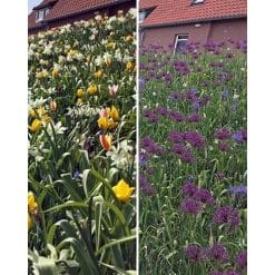 Blomsterløgsblanding ‘Moerdijk’ – Lang blomstring – 1 m²