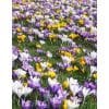 Krokusblanding ‘Noordwijk’ – Storblomstrede krokus i mix – 1 m² – Str. 8/9