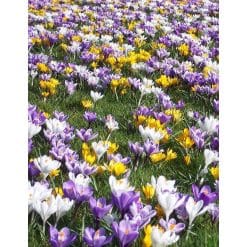 Krokusblanding ‘Noordwijk’ – Storblomstrede krokus i mix – 1 m² – Str. 8/9