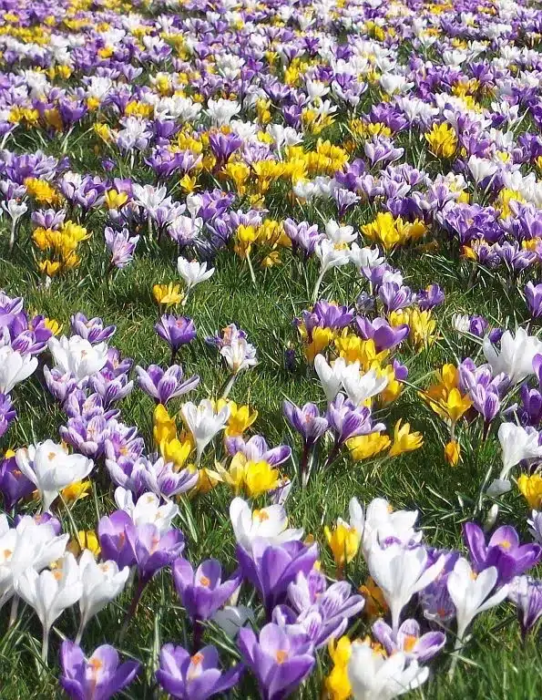 Krokusblanding ‘Noordwijk’ – Storblomstrede krokus i mix – 1 m² – Str. 8/9 3 <h3>Krokusblanding ‘Noordwijk’ – Storblomstrede krokus i mix – 1 m² – Str. 8/9</h3> <p class="isSelectedEnd"><strong>Krokusblanding ‘Noordwijk’</strong> er en farverig blanding af <strong>storblomstrede krokus i forskellige farver</strong>, der giver haven et flot og livligt blomsterflor allerede fra det tidlige forår.</p> <p class="isSelectedEnd">Blomstringen begynder i <strong>februar og fortsætter gennem marts</strong>, hvor de store krokusblomster skaber farve på et tidspunkt, hvor haven ellers kun lige er ved at vågne efter vinteren.</p> <p class="isSelectedEnd">Planterne bliver omkring <strong>10–15 cm høje</strong> og er særligt velegnede til <strong>plantning i græsplænen</strong>, hvor de kan skabe flotte farvefelter. Blandingen kan også anvendes i bede og rabatter.</p> <p class="isSelectedEnd">Krokusserne er <strong>flerårige og kommer igen år efter år</strong>, så ‘Noordwijk’ er et oplagt valg til en tilbagevendende og farverig forårsbeplantning.</p> <p class="isSelectedEnd">Blandingen er sammensat til beplantning af ca. <strong>1 m²</strong>.</p> Krokusblanding ‘Noordwijk’ – Storblomstrede krokus i mix – 1 m² – Str. 8/9
