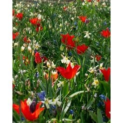 Blomsterløgsblanding ‘Oegstgeest’ – Flerårig – 1 m²