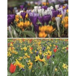 Blomsterløgsblanding ‘Oxford’ – Farverig forårsblanding – 1 m²
