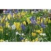 Blomsterløgsblanding ‘Sneek’ – Lang blomstring – 1 m² 2 <h3>Blomsterløgsblanding ‘Tynaarlo’ – Lang blomstring – 1 m²</h3> <p class="isSelectedEnd"><strong>Blomsterløgsblanding ‘Tynaarlo’</strong> er en spændende og varieret blanding af forskellige tidligt blomstrende forårsløg, sammensat til at give <strong>en lang og afvekslende blomstring fra februar til april</strong>.</p> <p class="isSelectedEnd">Blandingen indeholder blandt andet <strong>krokus, snepryd (Chionodoxa), botaniske narcisser, Puschkinia og botaniske tulipaner</strong>. De forskellige arter blomstrer på forskellige tidspunkter og afløser hinanden gennem det tidlige forår.</p> <p class="isSelectedEnd">Planterne varierer i højden fra omkring <strong>10 til 25 cm</strong>, hvilket giver et naturligt og levende udtryk med forskellige blomsterformer, farver og højder. Den lave vækst gør blandingen særligt velegnet til forgrunden af bede, under buske og træer samt i mere naturprægede beplantninger.</p> <p class="isSelectedEnd">Blandingen er <strong>flerårig</strong>, så blomsterløgene kan komme igen år efter år og skabe glæde i haven gennem flere sæsoner.</p> <p class="isSelectedEnd">Blandingen er sammensat til beplantning af ca. <strong>1 m²</strong>.</p> Blomsterløgsblanding ‘Sneek’ – Lang blomstring – 1 m²