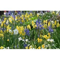 Blomsterløgsblanding ‘Sneek’ – Lang blomstring – 1 m²