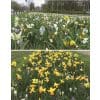 Blomsterløgsblanding ‘Tynaarlo’ – Lang blomstring – 1 m²