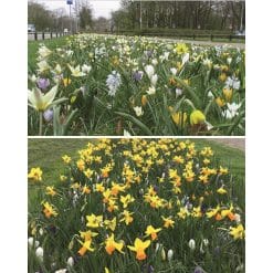 Blomsterløgsblanding ‘Tynaarlo’ – Lang blomstring – 1 m²