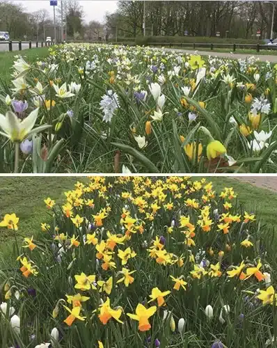 Blomsterløgsblanding ‘Tynaarlo’ – Lang blomstring – 1 m² 3 <h3>Blomsterløgsblanding ‘Tynaarlo’ – Lang blomstring – 1 m²</h3> <p class="isSelectedEnd"><strong>Blomsterløgsblanding ‘Tynaarlo’</strong> er en spændende og varieret blanding af forskellige tidligt blomstrende forårsløg, sammensat til at give <strong>en lang og afvekslende blomstring fra februar til april</strong>.</p> <p class="isSelectedEnd">Blandingen indeholder blandt andet <strong>krokus, snepryd (Chionodoxa), botaniske narcisser, Puschkinia og botaniske tulipaner</strong>. De forskellige arter blomstrer på forskellige tidspunkter og afløser hinanden gennem det tidlige forår.</p> <p class="isSelectedEnd">Planterne varierer i højden fra omkring <strong>10 til 25 cm</strong>, hvilket giver et naturligt og levende udtryk med forskellige blomsterformer, farver og højder. Den lave vækst gør blandingen særligt velegnet til forgrunden af bede, under buske og træer samt i mere naturprægede beplantninger.</p> <p class="isSelectedEnd">Blandingen er <strong>flerårig</strong>, så blomsterløgene kan komme igen år efter år og skabe glæde i haven gennem flere sæsoner.</p> <p class="isSelectedEnd">Blandingen er sammensat til beplantning af ca. <strong>1 m²</strong>.</p> Blomsterløgsblanding ‘Tynaarlo’ – Lang blomstring – 1 m²