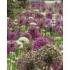 Blomsterløgsblanding ‘Venlo’ – Lilla & Cremehvid – 1 m² 1 <h3>Blomsterløgsblanding ‘Tynaarlo’ – Lang blomstring – 1 m²</h3> <p class="isSelectedEnd"><strong>Blomsterløgsblanding ‘Tynaarlo’</strong> er en spændende og varieret blanding af forskellige tidligt blomstrende forårsløg, sammensat til at give <strong>en lang og afvekslende blomstring fra februar til april</strong>.</p> <p class="isSelectedEnd">Blandingen indeholder blandt andet <strong>krokus, snepryd (Chionodoxa), botaniske narcisser, Puschkinia og botaniske tulipaner</strong>. De forskellige arter blomstrer på forskellige tidspunkter og afløser hinanden gennem det tidlige forår.</p> <p class="isSelectedEnd">Planterne varierer i højden fra omkring <strong>10 til 25 cm</strong>, hvilket giver et naturligt og levende udtryk med forskellige blomsterformer, farver og højder. Den lave vækst gør blandingen særligt velegnet til forgrunden af bede, under buske og træer samt i mere naturprægede beplantninger.</p> <p class="isSelectedEnd">Blandingen er <strong>flerårig</strong>, så blomsterløgene kan komme igen år efter år og skabe glæde i haven gennem flere sæsoner.</p> <p class="isSelectedEnd">Blandingen er sammensat til beplantning af ca. <strong>1 m²</strong>.</p> Blomsterløgsblanding ‘Venlo’ – Lilla & Cremehvid – 1 m²