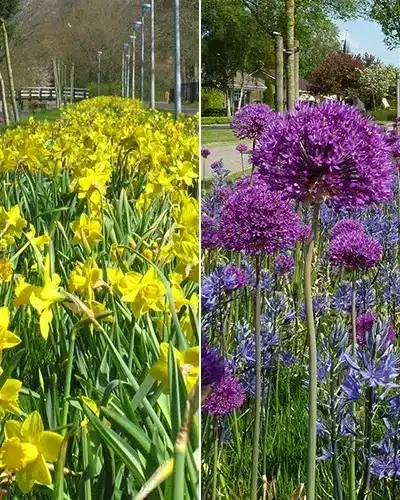 Blomsterløgsblanding ‘Volendam’ – 1 m² 3 <h3>Blomsterløgsblanding ‘Volendam’ – 1 m²</h3> <p class="isSelectedEnd"><strong>Blomsterløgsblanding ‘Volendam’</strong> er en spændende og robust blanding af forskellige forårsblomstrende løg, særligt sammensat til <strong>rabatter, vejkanter og områder med mere grov eller naturlig vegetation</strong>.</p> <p class="isSelectedEnd">Blomstringen begynder allerede i <strong>februar</strong> med tidlige gule påskeliljer. Senere følger andre påskeliljer, hvorefter <strong>prydløg (Allium) og Camassia</strong> tager over og forlænger blomstringen helt frem til <strong>juni</strong>.</p> <p class="isSelectedEnd">Planterne varierer i højden fra omkring <strong>40 til 90 cm</strong>, hvilket giver en levende og naturlig beplantning med forskellige højder og blomsterformer gennem sæsonen.</p> <p class="isSelectedEnd">Blandingen er sammensat til beplantning af ca. <strong>1 m²</strong> og er et oplagt valg til områder, hvor man ønsker en lang blomstringsperiode og et mere naturligt udtryk.</p> Blomsterløgsblanding ‘Volendam’ – 1 m²