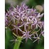 X 25 Allium christophii – Prydløg 25 stk.