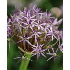 X 25 Allium christophii – Prydløg 25 stk.