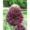 Allium Forelock – Prydløg 25 stk. 2 <h3 class="" data-section-id="61nxq" data-start="0" data-end="40">Allium Gladiator – Prydløg - 25 stk.</h3> <p data-start="42" data-end="266">Allium ‘Gladiator’ er et imponerende prydløg med meget store, kugleformede blomsterhoveder i en flot mørk lilla farve. Blomsterhovederne kan blive <strong data-start="189" data-end="218">mere end 20 cm i diameter</strong> og sidder på kraftige, tykke og oprette stilke.</p> <p data-start="268" data-end="488">Med en højde på ca. 125 cm er ‘Gladiator’ en af de mest markante og kendte Allium-sorter. Den er perfekt til at skabe højde og blikfang i staudebede og tager sig flot ud mellem stauder, lave buske og andre beplantninger.</p> <p data-start="490" data-end="734">Sorten blomstrer fra maj til juni og er velegnet til naturalisering, så den kan komme igen år efter år under gode vækstforhold. Under blomstringen tiltrækker den både <strong data-start="657" data-end="680">bier og sommerfugle</strong> og er derfor et godt valg til den insektvenlige have.</p> <p data-start="736" data-end="806">Plantes bedst i veldrænet jord på en solrig til let skygget placering.</p> Allium Forelock – Prydløg 25 stk.