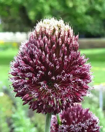 Allium Forelock – Prydløg 25 stk. 3 <h3 class="PDq2pG_selectionAnchorContainer" data-section-id="1iml4ar" data-start="0" data-end="34">Allium Forelock – Prydløg 25 stk.</h3> <p data-start="36" data-end="245">Allium ‘Forelock’ er et imponerende og højtvoksende prydløg med karakteristiske blomster i rødlilla nuancer. Med en højde på omkring 120 cm skaber den et flot blikfang og giver højde og struktur i havens bede.</p> <p data-start="247" data-end="476">Sorten blomstrer fra maj til juni og er flerårig, så den kan komme igen år efter år under de rette vækstforhold. De dekorative blomster tiltrækker både <strong data-start="399" data-end="422">bier og sommerfugle</strong> og er derfor et godt valg til den insektvenlige have.</p> <p data-start="478" data-end="675">De lange stilke og særprægede blomster gør Allium ‘Forelock’ velegnet som snitblomst. Plant den gerne mellem stauder og andre lavere planter, hvor de høje blomsterhoveder kommer flot til deres ret.</p> <p data-start="677" data-end="833">Løgene plantes om efteråret ca. 15 cm dybt med omkring 30 cm mellem hvert løg. Planten trives bedst på en solrig til let skygget placering i veldrænet jord.</p> <p data-start="835" data-end="855"><strong data-start="835" data-end="855">Specifikationer:</strong></p> Allium Forelock – Prydløg 25 stk.