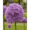 Allium Gladiator – Prydløg - 25 stk. 2 <h3 class="PDq2pG_selectionAnchorContainer" data-section-id="t5o3fi" data-start="0" data-end="42">Allium Globemaster – Prydløg - 25 stk.</h3> <p data-start="44" data-end="270">Allium ‘Globemaster’ er et imponerende prydløg med <strong data-start="95" data-end="140">meget store, kugleformede blomsterhoveder</strong> i en flot mørk lilla farve. Blomsterhovederne kan blive mere end 20 cm i diameter og sidder på kraftige, tykke og oprette stilke.</p> <p data-start="272" data-end="499">Med en højde på ca. 80 cm skaber ‘Globemaster’ et markant blikfang i haven uden at blive helt så høj som mange andre storblomstrende Allium-sorter. Den er særligt flot placeret mellem stauder, lave buske og andre beplantninger.</p> <p data-start="501" data-end="697">Sorten blomstrer fra maj til juni og er velegnet til naturalisering, så den kan komme igen år efter år under gode vækstforhold. De store blomster er desuden attraktive for <strong data-start="673" data-end="696">bier og sommerfugle</strong>.</p> <p data-start="699" data-end="776">Plantes om efteråret i veldrænet jord på en solrig til let skygget placering.</p> Allium Gladiator – Prydløg - 25 stk.