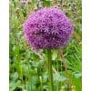 Allium Globemaster – Prydløg - 25 stk. 2 <h3 class="PDq2pG_selectionAnchorContainer" data-section-id="nehl7b" data-start="0" data-end="45">Allium Lucky Balloons – Prydløg - 25 stk.</h3> <p data-start="47" data-end="263">Allium ‘Lucky Balloons’ er et dekorativt prydløg med flotte, kugleformede blomster i en smuk lilla farve. Med en højde på ca. 60 cm passer sorten perfekt ind mellem stauder og andre blomstrende planter i havens bede.</p> <p data-start="265" data-end="489">Sorten blomstrer fra maj til juni og er flerårig, så den kan komme igen år efter år under de rette vækstforhold. De lilla blomster tiltrækker både <strong data-start="412" data-end="435">bier og sommerfugle</strong> og er derfor et godt valg til den insektvenlige have.</p> <p data-start="491" data-end="621">Allium ‘Lucky Balloons’ er desuden velegnet som snitblomst, hvor de dekorative blomsterhoveder giver højde og struktur i buketter.</p> <p data-start="623" data-end="833">Løgene plantes om efteråret ca. 15 cm dybt med omkring 30 cm mellem hvert løg. Planten trives bedst på en solrig til let skygget placering i veldrænet jord. Ved større beplantninger anbefales ca. 20 løg pr. m².</p> Allium Globemaster – Prydløg - 25 stk.