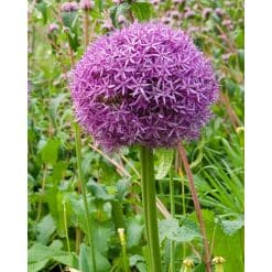 Allium Globemaster – Prydløg - 25 stk.