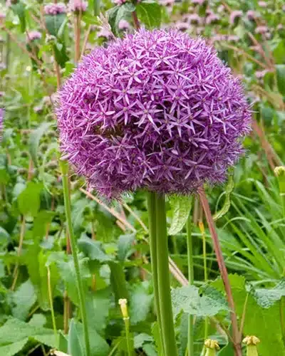 Allium Globemaster – Prydløg - 25 stk. 3 <h3 class="PDq2pG_selectionAnchorContainer" data-section-id="t5o3fi" data-start="0" data-end="42">Allium Globemaster – Prydløg - 25 stk.</h3> <p data-start="44" data-end="270">Allium ‘Globemaster’ er et imponerende prydløg med <strong data-start="95" data-end="140">meget store, kugleformede blomsterhoveder</strong> i en flot mørk lilla farve. Blomsterhovederne kan blive mere end 20 cm i diameter og sidder på kraftige, tykke og oprette stilke.</p> <p data-start="272" data-end="499">Med en højde på ca. 80 cm skaber ‘Globemaster’ et markant blikfang i haven uden at blive helt så høj som mange andre storblomstrende Allium-sorter. Den er særligt flot placeret mellem stauder, lave buske og andre beplantninger.</p> <p data-start="501" data-end="697">Sorten blomstrer fra maj til juni og er velegnet til naturalisering, så den kan komme igen år efter år under gode vækstforhold. De store blomster er desuden attraktive for <strong data-start="673" data-end="696">bier og sommerfugle</strong>.</p> <p data-start="699" data-end="776">Plantes om efteråret i veldrænet jord på en solrig til let skygget placering.</p> Allium Globemaster – Prydløg - 25 stk.