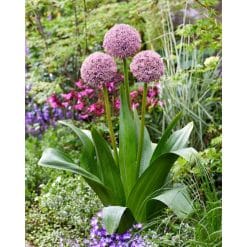 Allium Lucky Balloons – Prydløg - 25 stk.