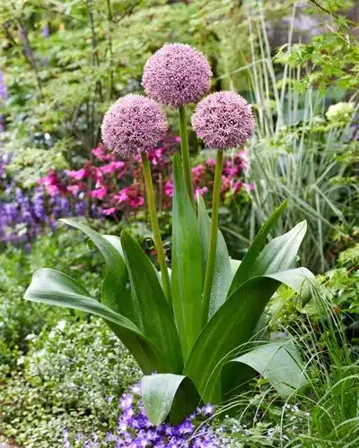 Allium Lucky Balloons – Prydløg - 25 stk. 3 <h3 class="PDq2pG_selectionAnchorContainer" data-section-id="nehl7b" data-start="0" data-end="45">Allium Lucky Balloons – Prydløg - 25 stk.</h3> <p data-start="47" data-end="263">Allium ‘Lucky Balloons’ er et dekorativt prydløg med flotte, kugleformede blomster i en smuk lilla farve. Med en højde på ca. 60 cm passer sorten perfekt ind mellem stauder og andre blomstrende planter i havens bede.</p> <p data-start="265" data-end="489">Sorten blomstrer fra maj til juni og er flerårig, så den kan komme igen år efter år under de rette vækstforhold. De lilla blomster tiltrækker både <strong data-start="412" data-end="435">bier og sommerfugle</strong> og er derfor et godt valg til den insektvenlige have.</p> <p data-start="491" data-end="621">Allium ‘Lucky Balloons’ er desuden velegnet som snitblomst, hvor de dekorative blomsterhoveder giver højde og struktur i buketter.</p> <p data-start="623" data-end="833">Løgene plantes om efteråret ca. 15 cm dybt med omkring 30 cm mellem hvert løg. Planten trives bedst på en solrig til let skygget placering i veldrænet jord. Ved større beplantninger anbefales ca. 20 løg pr. m².</p> Allium Lucky Balloons – Prydløg - 25 stk.