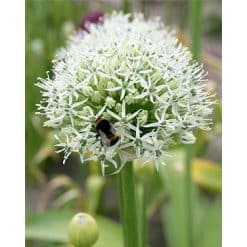 Allium Mount Everest – Prydløg - 25 stk.