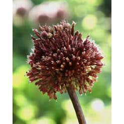 Allium Red Mohican – Prydløg - 25 stk.