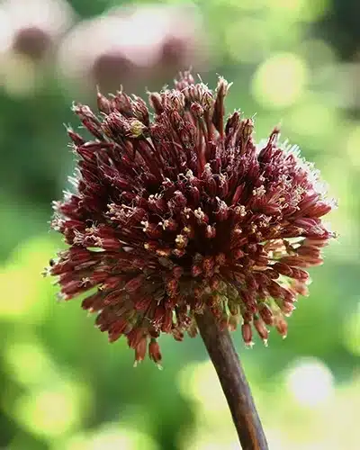 Allium Red Mohican – Prydløg - 25 stk.
