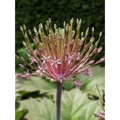 Allium schubertii – Prydløg – 25 stk.