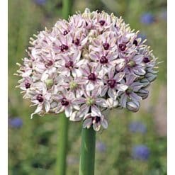 Allium ‘Silver Spring’ – Prydløg – 25 stk.