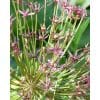 Allium ‘Spider’ – Prydløg – 25 stk.