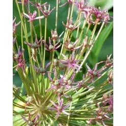 Allium ‘Spider’ – Prydløg – 25 stk.