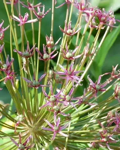 Allium ‘Spider’ – Prydløg – 25 stk. 3 <h3>Allium ‘Spider’ – Prydløg – 25 stk.</h3> <p class="isSelectedEnd"><strong>Allium ‘Spider’</strong> er et spændende og dekorativt prydløg med <strong>lilla blomster</strong> og et karakteristisk udseende, der skaber blikfang i haven. Sorten bliver omkring <strong>50 cm høj</strong> og passer derfor godt mellem stauder, prydgræsser og andre forårsblomstrende løg.</p> <p class="isSelectedEnd">‘Spider’ blomstrer fra <strong>maj til juni</strong> og trives bedst på en <strong>solrig til let halvskygget placering</strong> i veldrænet jord.</p> <p class="isSelectedEnd">Prydløget kommer igen år efter år under gode vækstforhold og tiltrækker <strong>bier og sommerfugle</strong>, når det blomstrer. Det gør sorten til et dekorativt valg i både traditionelle bede og mere insektvenlige beplantninger.</p> <p class="isSelectedEnd"><strong>Pakken indeholder:</strong> 25 løg</p> Allium ‘Spider’ – Prydløg – 25 stk.
