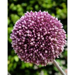 Allium ‘Summer Drummer’ – Prydløg – 25 stk.