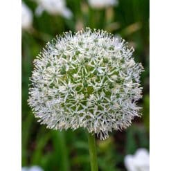 Allium ‘White Giant’ – Prydløg – 25 stk.