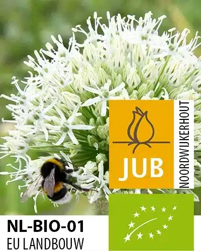 Allium ‘Mount Everest’ – Prydløg – BIO – 25 stk. – Str. 16/+ 3 <h3>Allium ‘Mount Everest’ – Prydløg – BIO – 25 stk. – Str. 16/+</h3> <p class="isSelectedEnd"><strong>Allium ‘Mount Everest’</strong> er et imponerende, højt prydløg med store <strong>rent hvide, kugleformede blomsterhoveder</strong>. De mange små hvide blomster samler sig i store kugler, der næsten ligner <strong>snebolde</strong> og skaber et markant blikfang i haven.</p> <p class="isSelectedEnd">Med en højde på omkring <strong>125 cm</strong> er ‘Mount Everest’ blandt de højere Allium-sorter. Den blomstrer fra <strong>maj til juni</strong>, hvor de høje blomsterstængler rejser sig elegant over stauder og andre planter i bedet.</p> <p class="isSelectedEnd">De hvide blomster kommer særligt flot til deres ret foran en <strong>mørkere baggrund</strong>, eksempelvis en hæk, mørkt løv eller dybgrønne stauder. Sorten er samtidig velegnet til <strong>naturalisering</strong>, så den kan blive en tilbagevendende del af havens beplantning.</p> <p class="isSelectedEnd">Under blomstringen tiltrækker ‘Mount Everest’ både <strong>bier og sommerfugle</strong>. Løgene er desuden <strong>økologisk dyrkede (BIO)</strong>.</p> Allium ‘Mount Everest’ – Prydløg – BIO – 25 stk. – Str. 16/+