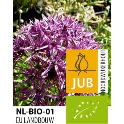 Allium ‘Violet Beauty’ – Prydløg – BIO – 50 stk. – Str. 10/12