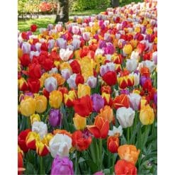 All Colours – Blanding af blomsterløg – 100 stk.