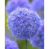 Allium caeruleum (Azureum) – Prydløg – 100 stk. 1 <h3>Allium ‘Cameleon’ – Prydløg – 100 stk.</h3> <p class="isSelectedEnd"><strong>Allium ‘Cameleon’</strong> er et charmerende, lavtvoksende prydløg med fine <strong>hvide blomster</strong>. Med sin kompakte vækst er sorten perfekt til kanten af bede, mellem stauder og roser eller som en del af en varieret løgbeplantning.</p> <p class="isSelectedEnd">Sorten bliver omkring <strong>25 cm høj</strong> og blomstrer fra <strong>juni til juli</strong>. Den lave højde gør den også særdeles velegnet til <strong>krukker og plantekasser</strong> på terrasse eller altan, hvor den kan kombineres med andre forårs- og sommerblomstrende løg.</p> <p class="isSelectedEnd">Allium ‘Cameleon’ er velegnet til <strong>naturalisering</strong> og kan under gode forhold komme igen år efter år. Under blomstringen tiltrækker den desuden <strong>bier og sommerfugle</strong>.</p> <p class="isSelectedEnd"><strong>Pakken indeholder:</strong> 100 løg</p> <p class="isSelectedEnd"></p> Allium caeruleum (Azureum) – Prydløg – 100 stk.