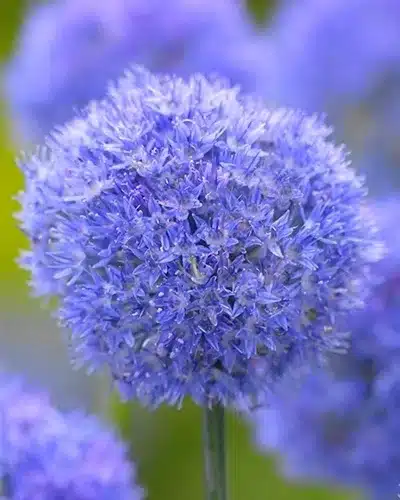 Allium caeruleum (Azureum) – Prydløg – 100 stk.