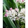Allium ‘Cameleon’ – Prydløg – 100 stk. 1 <h3>Allium cernuum – Prydløg – 100 stk.</h3> <p class="isSelectedEnd"><strong>Allium cernuum</strong> er et charmerende og anderledes prydløg med fine, nikkende blomster samlet i løse blomsterstande. De små klokkeformede blomster har typisk smukke <strong>rosa til lilla-rosa nuancer</strong> og giver planten et let og naturligt udtryk.</p> <p class="isSelectedEnd">Sorten er særlig velegnet til <strong>staudebede, naturprægede beplantninger og blomsterenge</strong>, hvor den passer flot sammen med stauder, prydgræsser og andre mindre prydløg.</p> <p class="isSelectedEnd">Allium cernuum er flerårig og kan under gode forhold komme igen år efter år. Blomsterne er samtidig attraktive for <strong>bier, sommerfugle og andre bestøvende insekter</strong>.</p> <p class="isSelectedEnd"><strong>Pakken indeholder:</strong> 100 løg</p> Allium ‘Cameleon’ – Prydløg – 100 stk.