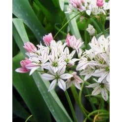 Allium ‘Cameleon’ – Prydløg – 100 stk.