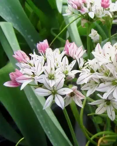Allium ‘Cameleon’ – Prydløg – 100 stk. 2 <h3>Allium ‘Cameleon’ – Prydløg – 100 stk.</h3> <p class="isSelectedEnd"><strong>Allium ‘Cameleon’</strong> er et charmerende, lavtvoksende prydløg med fine <strong>hvide blomster</strong>. Med sin kompakte vækst er sorten perfekt til kanten af bede, mellem stauder og roser eller som en del af en varieret løgbeplantning.</p> <p class="isSelectedEnd">Sorten bliver omkring <strong>25 cm høj</strong> og blomstrer fra <strong>juni til juli</strong>. Den lave højde gør den også særdeles velegnet til <strong>krukker og plantekasser</strong> på terrasse eller altan, hvor den kan kombineres med andre forårs- og sommerblomstrende løg.</p> <p class="isSelectedEnd">Allium ‘Cameleon’ er velegnet til <strong>naturalisering</strong> og kan under gode forhold komme igen år efter år. Under blomstringen tiltrækker den desuden <strong>bier og sommerfugle</strong>.</p> <p class="isSelectedEnd"><strong>Pakken indeholder:</strong> 100 løg</p> <p class="isSelectedEnd"></p> Allium ‘Cameleon’ – Prydløg – 100 stk.