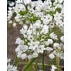 Allium cowanii – Prydløg – 100 stk. 1 <h3>Allium ‘Pinball Wizard’ – Lilla prydløg – 25 stk. – Str. 18/20</h3> <p class="isSelectedEnd"><strong>Allium ‘Pinball Wizard’</strong> er et imponerende prydløg med flotte <strong>lilla blomsterhoveder</strong>, der hæver sig elegant over havens øvrige beplantning. Med en højde på ca. <strong>90 cm</strong> skaber den både højde, struktur og et markant blikfang i haven.</p> <p class="isSelectedEnd">‘Pinball Wizard’ blomstrer fra <strong>maj til juni</strong> og kommer igen år efter år. De dekorative blomster tiltrækker <strong>bier og sommerfugle</strong>, hvilket gør sorten til et godt valg i den insektvenlige have.</p> <p class="isSelectedEnd">Blomsterne er også <strong>velegnede som snitblomster</strong>, og sorten kan desuden dyrkes i <strong>store krukker og plantekasser</strong> på terrassen.</p> <p class="isSelectedEnd">Ved større beplantninger anbefales ca. <strong>20 løg pr. m²</strong>. Løgene plantes om efteråret ca. <strong>15 cm dybt og med ca. 30 cm afstand</strong> på en solrig til let halvskygget placering i veldrænet jord.</p> <p class="isSelectedEnd">Pakken indeholder <strong>25 løg i størrelse 18/20</strong>.</p> Allium cowanii – Prydløg – 100 stk.